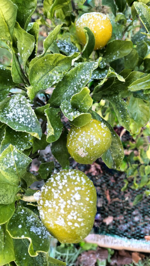 Satsuma Owari