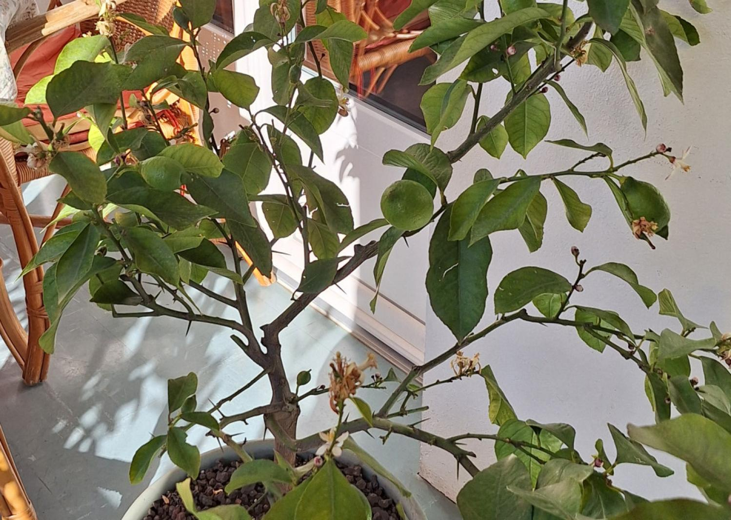 Zoomer sur l'image : Citrus Amalfi Sfusato - PG ignoré