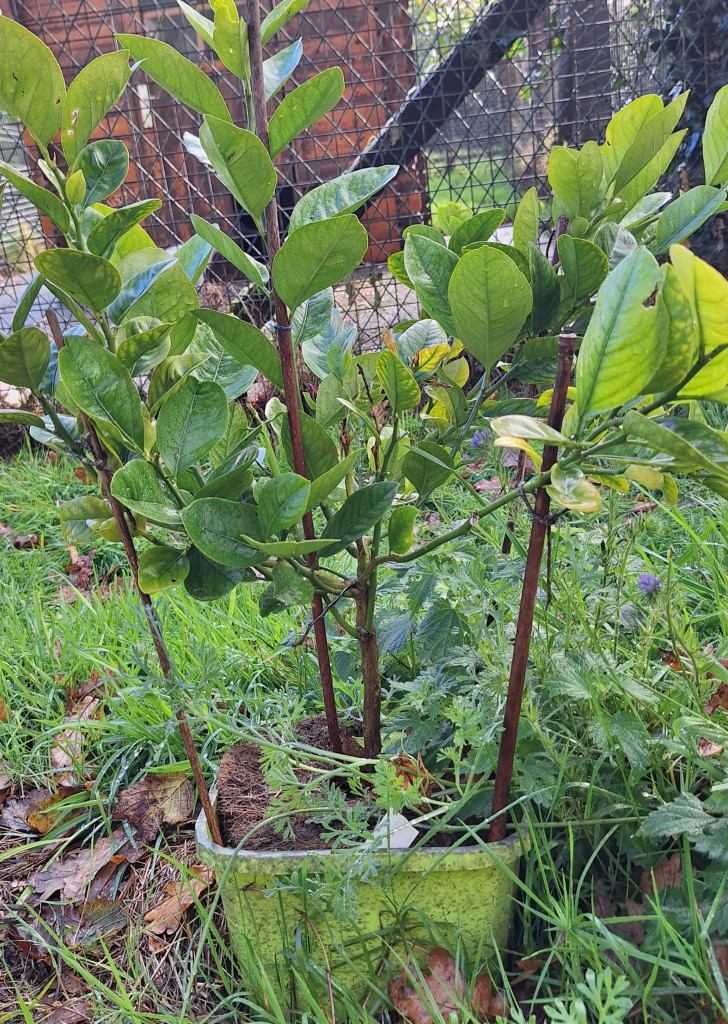 Zoomer sur l'image : Lemonquat