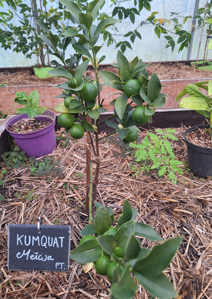 Zoomer sur l'image : Kumquat Meiwa