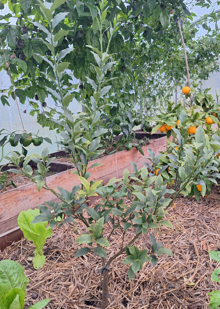Zoomer sur l'image : Kumquat Tondo Obovato