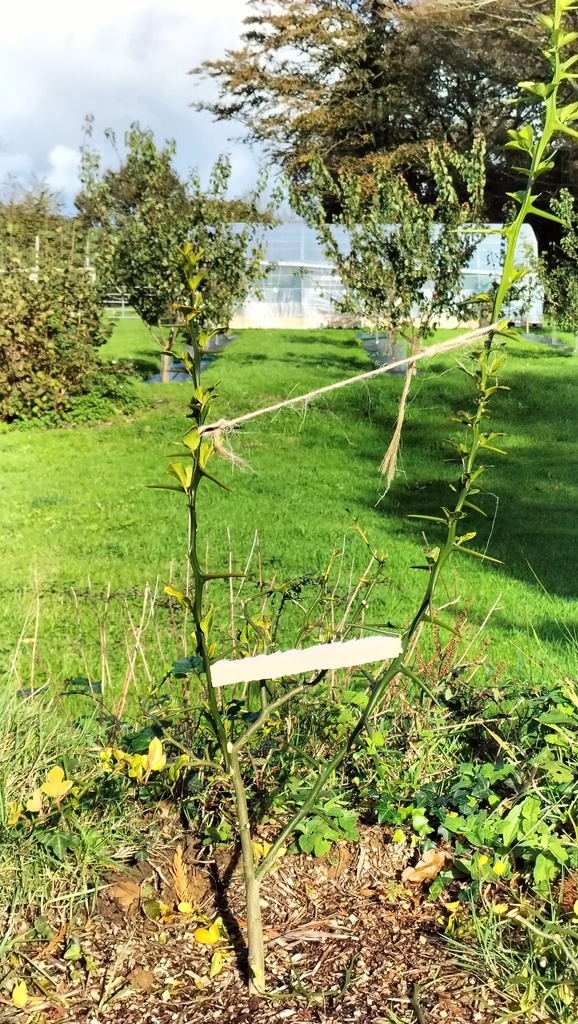 Zoomer sur l'image : Poncirus Trifoliata
