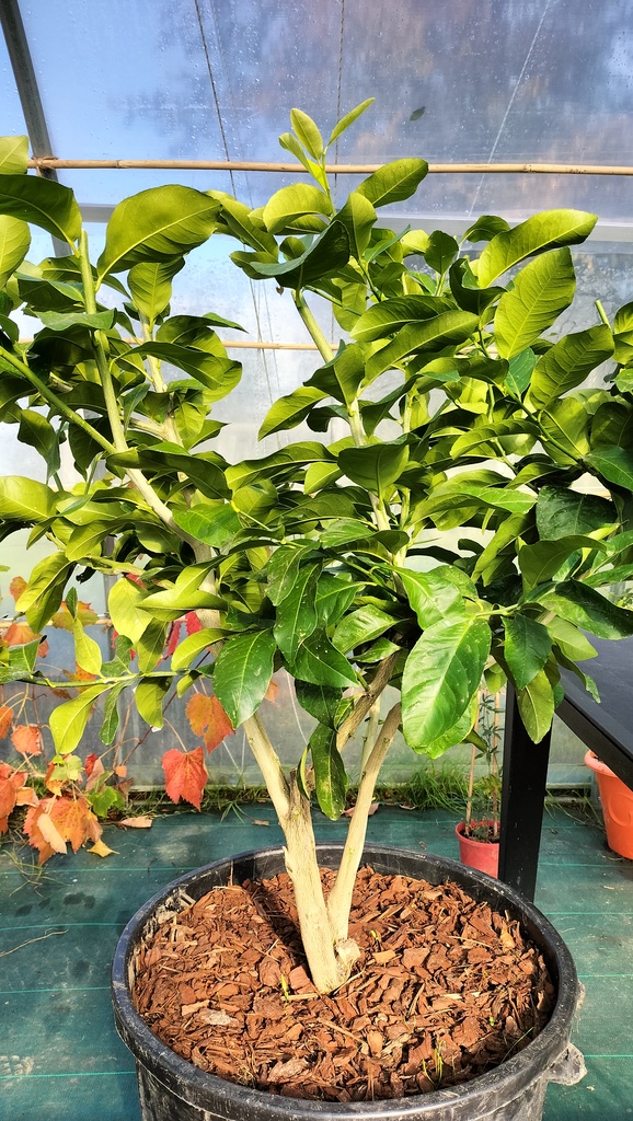 Zoomer sur l'image : Citronnier Feminello
