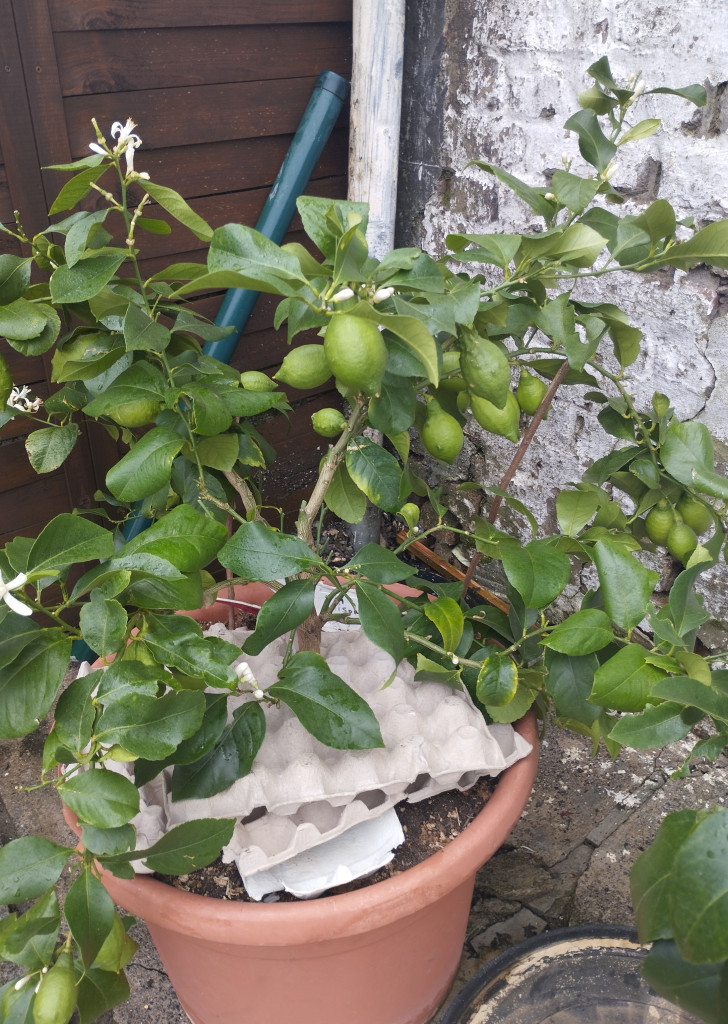 Zoomer sur l'image : Citrus lemon 4 saisons 